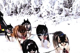 TARTU COUNTRY: SLED DOG TOUR AND KENNEL VISIT