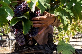 Tour de vino y comida de Rodas: almuerzo de 10 comidas, cata de vinos, clase de cocina