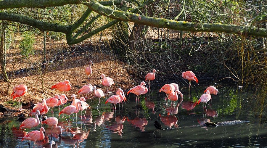 Pink flamingos in colchester zoo