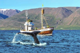 Árskógssandur: Whale-Watching Boat Trip