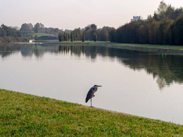 A heron standing by the water in Parco Nord.jpg