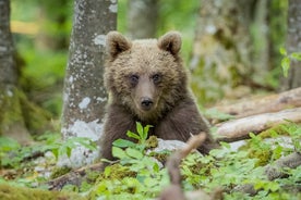 Wildlife Slovenien - Guidad björn- och fågelfotograferingstur