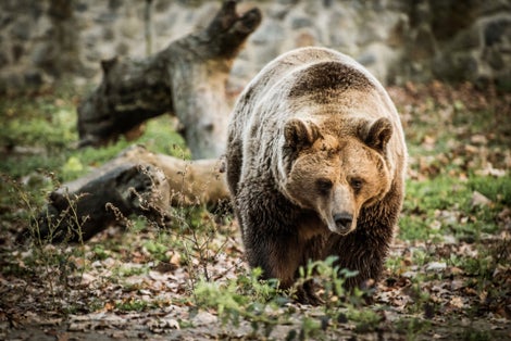 Photo of Wild brown bear walking in the woods ,Brașov Zoo ,Romania .