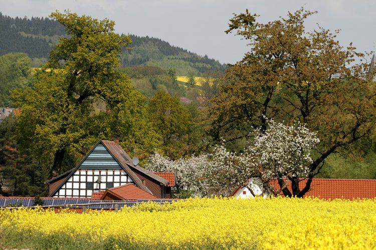 Photo of Timbered house with rapeseed field in spring, Lower Saxony, Germany.