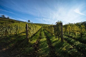 Alba Wine Tours, Private Tasting Experience around Langhe area. 