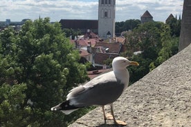 Half-Day Private Accessible City Tour in Tallinn