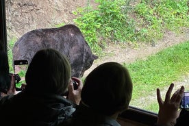 Bear Watching In Brasov: Observe Wild Bears From A Hideout