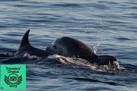 Tour de delfines y puesta de sol con panorama de Brijuni