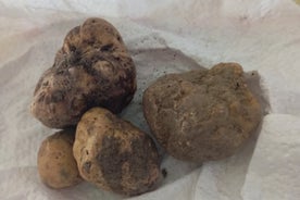 Alba Truffle Hunting, Barolo and Barbaresco Tasting