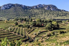 Private Vineyard Tour and Wine Tasting in Bandol