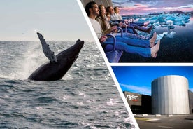 Reykjavík: Whale Watching Cruise and FlyOver Combo Ticket