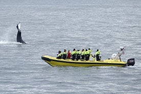 Osservazione delle balene in motoscafo RIB dal centro di Reykjavik