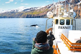 Avistamiento de ballenas en Husavik