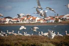 Fuglaáhorfsferð með bát svo nálægt Lissabon