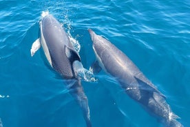  Delfinbeobachtung in Sesimbra