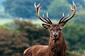 Wild Red Deer Viewing Safari, Connemara. Guidet 3 timer