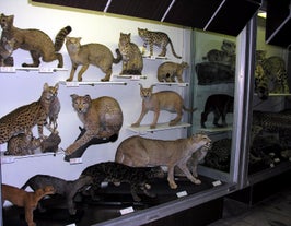 Kaunas Tadas Ivanauskas Museum of Zoology