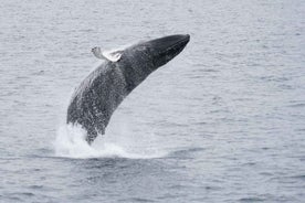 Reykjavik: Whale & Marine Adventure Tour