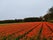 Keukenhof Forest, Lisse, South Holland, Netherlands