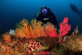 Double Dive in Cascais - go further and go under!