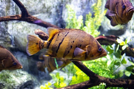 Photo of beautiful little fish animal swimming in the aquarium of the zoo of Zaragoza in Spain on a dark background .