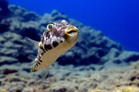 FRITIDSDYKK (kun sertifiserte dykkere): Utforsk Canarian Sealife