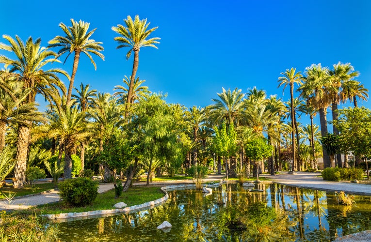 Photo of the Palmeral of Elche, Spain, one of the largest palm groves in the world.