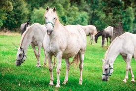 Lipica Stud Farm Tour (jusqu'à 8 personnes)