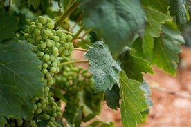 Tour della cantina di mezza giornata da Saragozza